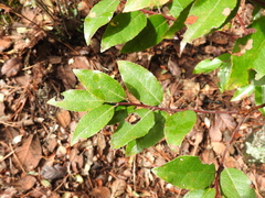 Vaccinium leucanthum