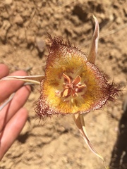 Calochortus fimbriatus