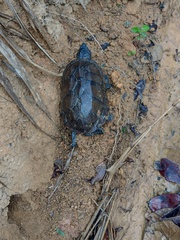 Kinosternon scorpioides scorpioides
