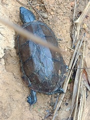 Kinosternon scorpioides scorpioides