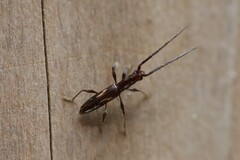 Neocompsa exclamationis