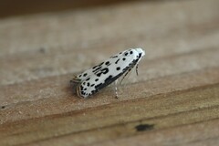 Ethmia bittenella