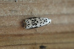 Ethmia bittenella