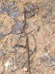 Echinanthera cephalomaculata