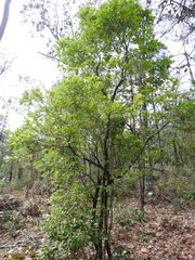 Vaccinium leucanthum