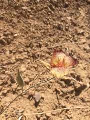 Calochortus fimbriatus