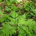 Rattlesnake Fern - Photo (c) Kerry Woods, some rights reserved (CC BY-NC-ND)