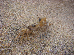 Ocypode madagascariensis