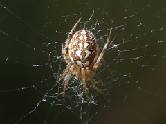 Neoscona adianta