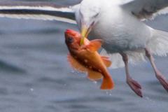 Sebastes constellatus