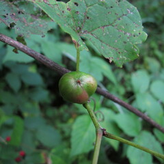 Ampelomyia vitispomum