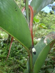 Drepanoides anomalus