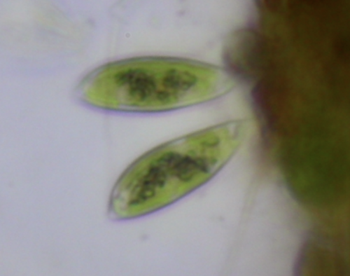Characiaceae