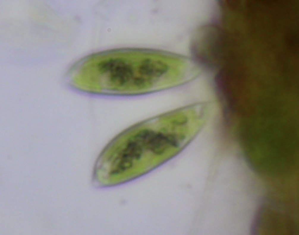 Characiaceae
