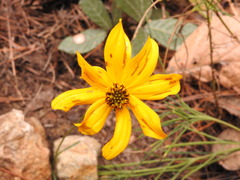 Bidens angustissima