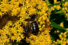 Megachile ligniseca