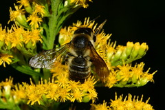 Megachile ligniseca