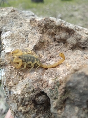 Centruroides sculpturatus