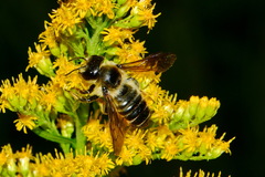 Megachile ligniseca