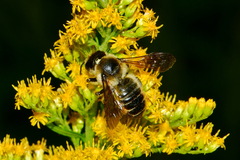 Megachile ligniseca