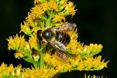 Megachile ligniseca