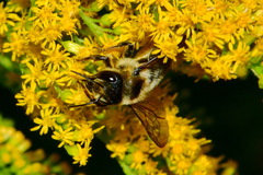 Megachile ligniseca