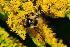 Megachile ligniseca