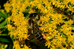 Megachile ligniseca