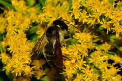 Megachile ligniseca