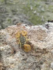 Centruroides sculpturatus