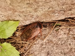 Eupolyphaga sinensis