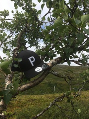 Betula pubescens pumila