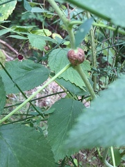 Lasioptera rubi