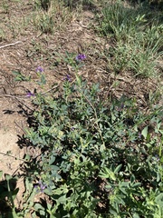 Medicago sativa