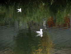 Larus michahellis