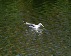Larus michahellis