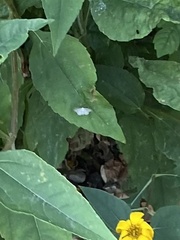 Idaea seriata