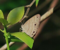 Hermeuptychia intricata