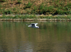 Larus michahellis