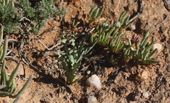 Freesia viridis