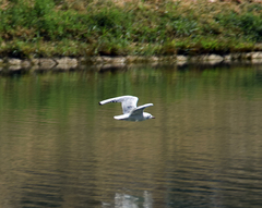 Larus michahellis