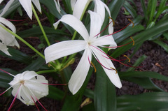 Crinum americanum