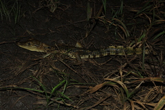 Caiman crocodilus crocodilus