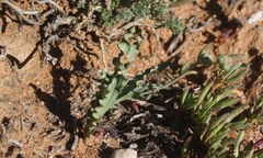 Freesia viridis