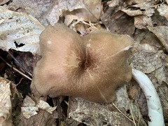 Entoloma exile