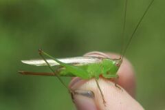 Conocephalus cinereus