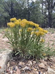 Petradoria pumila