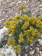 Petradoria pumila