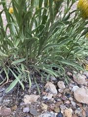 Petradoria pumila