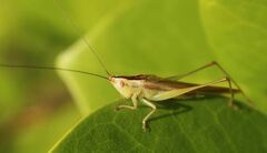 Conocephalus gracillimus